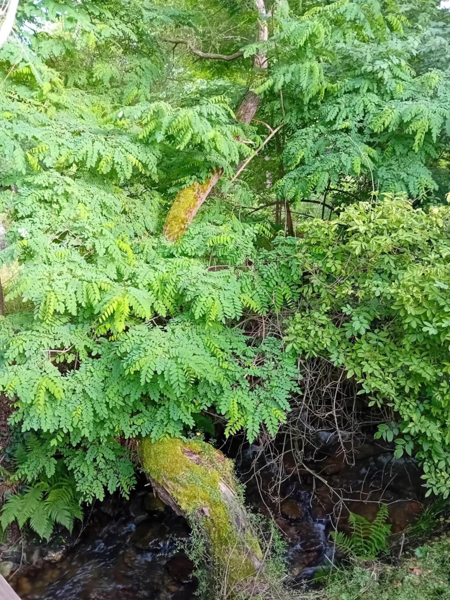 Cazare La Oana Hateg Bagian luar foto